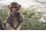 The Monkeys of all Monkeys