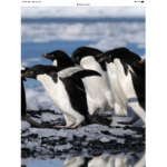 Penguin Family groupp