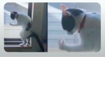 French cat