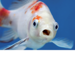 YeetFish Studios