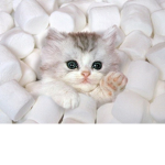 Robloxian Kitty Lovers