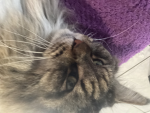 Lés chaton trop mignon