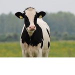 Cows are cutes