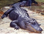 ALIGATOR FAM!