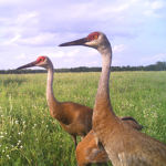 sandhill