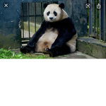 Panda Puffs