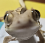 하찮은 친구들