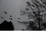 The Dusk Collation.