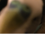 Birdos_love