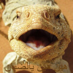 هين هين يالضبان Hayin Hayin Yaldaban