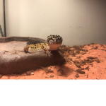 Happy Feet