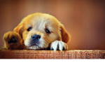 The Cookie Puppys