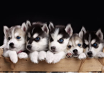 My husky’s