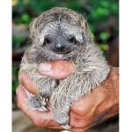 sloth SACRIFICE