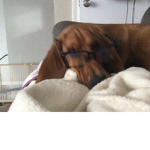 Crazy dogs FOREVER