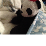 panda pan club