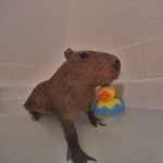wow uma capivara