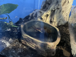 Crab wars