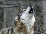 | alpha wolf|