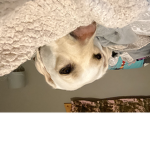 Marley the doggo