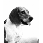 Rascal the Dog Group