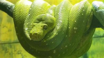 The Serpent's Hand [T.S.H]