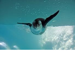 #Penguin Revolution's training camp