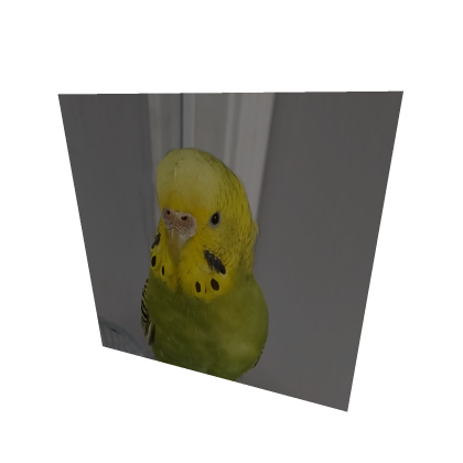 bird 