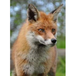 Fox clan The first