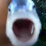we are fish.