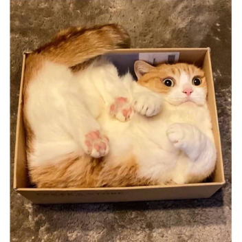 Survive Floppa (APLHA)