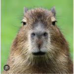 I love Capybara cool