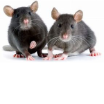 Ratz_-