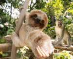 monkeyyyyyyyy group