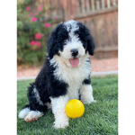 Puppy Love ### home poops to