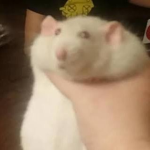 Cool fat rats