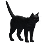 ✅ Cat