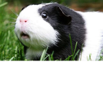 Guinea Group