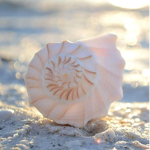 *-SeaShells-*