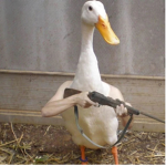 Protect the ducks