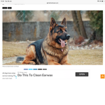 Government of dogs