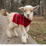 goat appreciation club