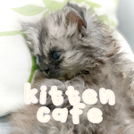 kitten cafe~