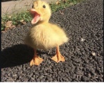 Duck-y Squad