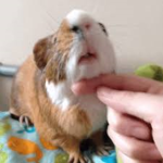 Guinea Pig NOSE reavel