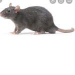 They rats