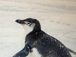 PENGUIN GANG+CAT GANG