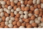 T0XIC T1TANS