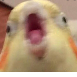 The Screaming Bird