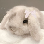 bunis